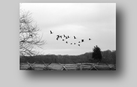 Wild Accokeek Geese