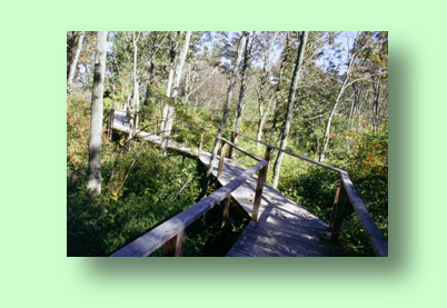 Eco System Trail